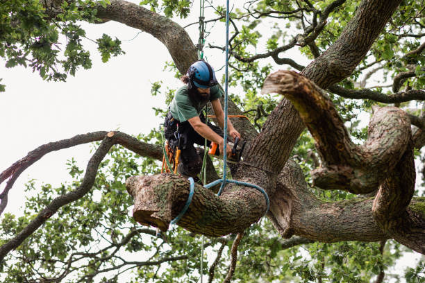 How Our Tree Care Process Works  in  Crest View Heights, NY