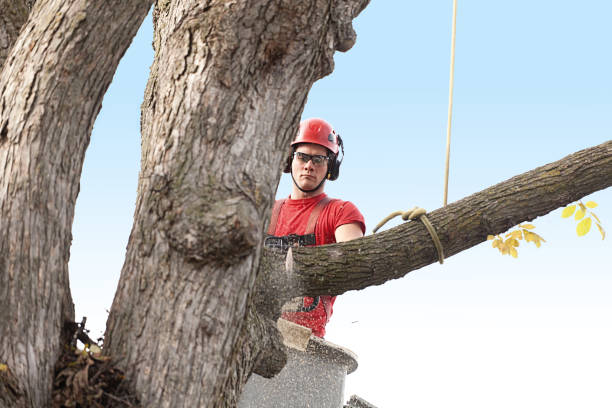 Trusted Crest View Heights, NY Tree Removal Services Experts